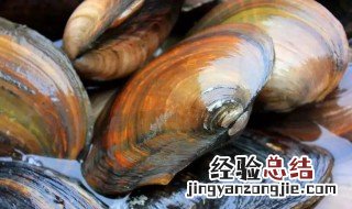 河蚌怎么煮不烂 河蚌怎么煮