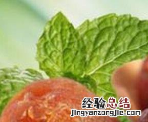 女人补肾的食物有哪些? 女人补肾的食物有哪些