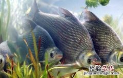 养殖塘鲺鱼前景利润 池塘主养鳊鱼的成本与产出利润