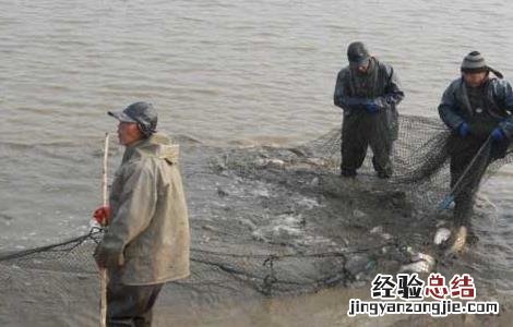 静水土池塘养鱼高产的原理与技术 静水池塘能养什么鱼?