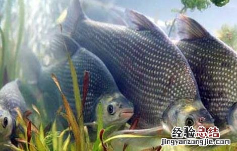 静水土池塘养鱼高产的原理与技术 静水池塘能养什么鱼?