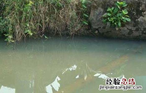 静水土池塘养鱼高产的原理与技术 静水池塘能养什么鱼?