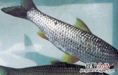 赤眼鳟苗种培育技术 赤眼鳟苗种培育技术方法