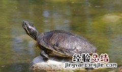 王八念经什么意思 王八念啥