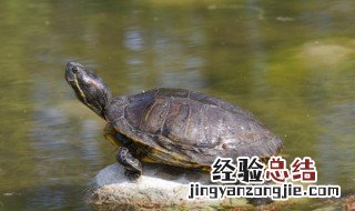 王八念经什么意思 王八念啥