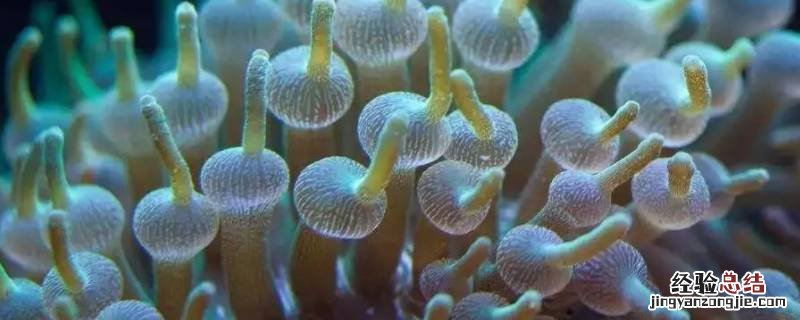 奶嘴海葵为什么缩起来 海葵奶嘴变面条的原因