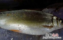 花鳉鱼品种 鲴鱼夏花与大规格鱼种培育