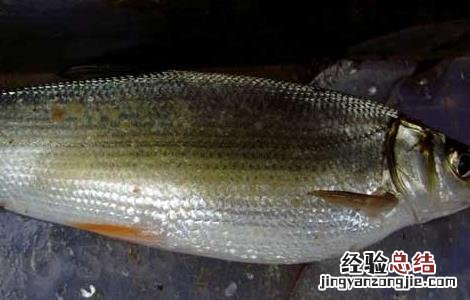 花鳉鱼品种 鲴鱼夏花与大规格鱼种培育