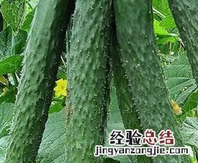青瓜的功效与作用 长期吃青瓜的功效与作用