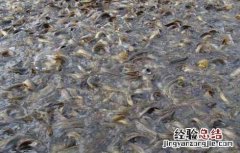 黄颡鱼水花养殖技术 黄颡鱼夏花鱼种培育与食性驯化