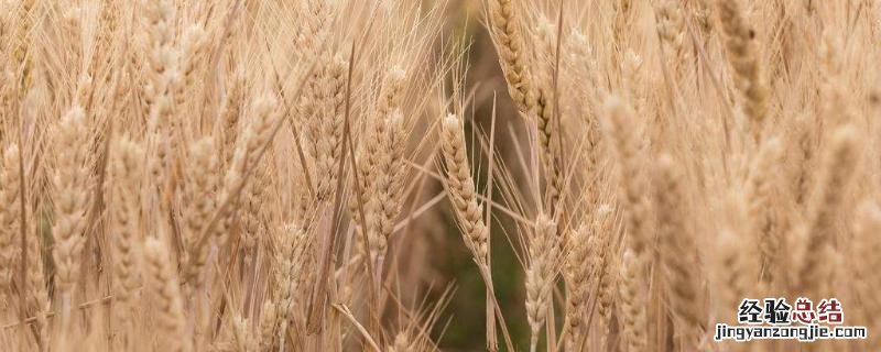 秋季可以种植什么农作物,成熟的农作物有什么