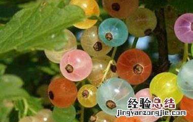 灯笼果和鹅莓的区别 灯笼果和鹅莓的区别是什么