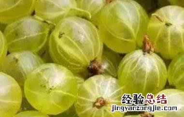 灯笼果和鹅莓的区别 灯笼果和鹅莓的区别是什么