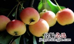 木瓜海棠果的功效与作用 海棠果的功效与作用