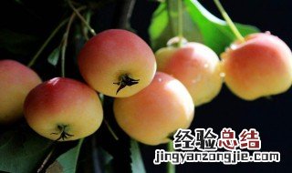 木瓜海棠果的功效与作用 海棠果的功效与作用