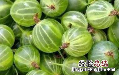 鹅莓百度百科 鹅莓怎么吃
