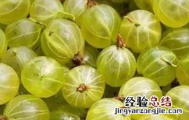 鹅莓百度百科 鹅莓怎么吃