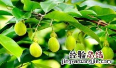 沉香果的食用方法 沉香果的食用方法及禁忌