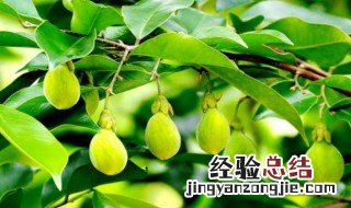 沉香果的食用方法 沉香果的食用方法及禁忌