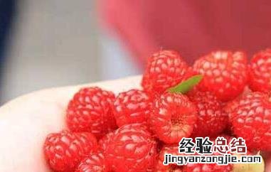 覆盆子茶的功效与作用有哪些 覆盆子茶的作用与功效是什么