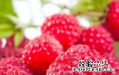 覆盆子茶的功效与作用有哪些 覆盆子茶的作用与功效是什么
