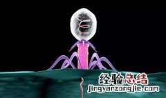 噬菌体由什么组成 噬菌体由什么组成蛋白外壳还有什么