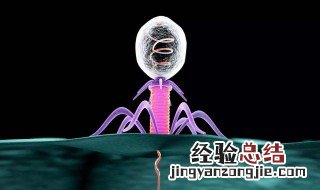 噬菌体由什么组成 噬菌体由什么组成蛋白外壳还有什么