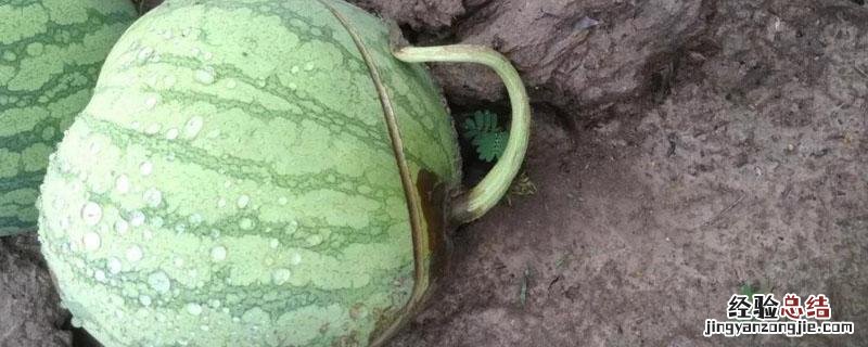 西瓜防裂药对西瓜有影响吗? 西瓜裂瓜有药物防治吗