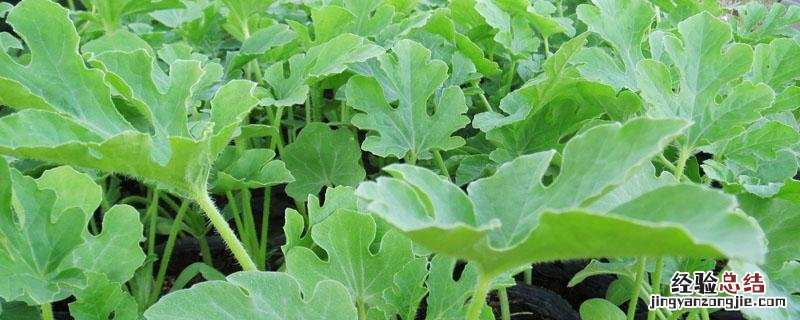 西瓜苗定植后几天浇水好 西瓜定植后需几天浇缓苗水