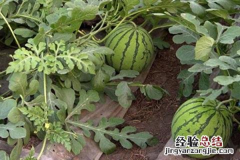 西瓜叶枯病用啥药 西瓜叶枯病特效药