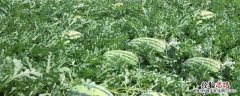 西瓜叶枯病用啥药 西瓜叶枯病特效药
