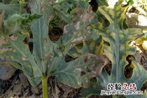 西瓜叶枯病用啥药 西瓜叶枯病特效药