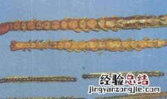 蜈蚣的功效与作用 大家一起来了解