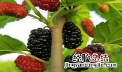 桑葚的功效与作用 下面为大家一一解答