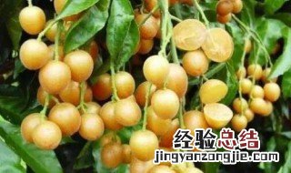 黄皮果的功效与作用及禁忌 黄皮果的功效与作用