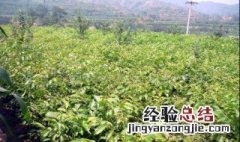 盆栽核桃苗的种植方法 核桃苗的种植方法