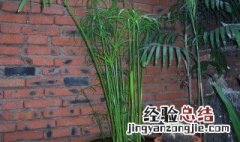 水竹放在客厅哪里好一点 水竹放在客厅哪里好