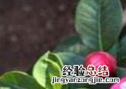 山茶花如何吃好吃 山茶花如何吃