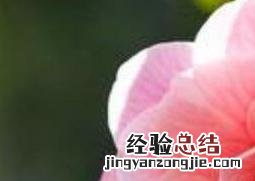 山茶花如何吃好吃 山茶花如何吃