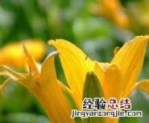 黄花菜的功效与作用痛风 黄花菜的功效与作用