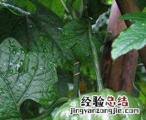 苦瓜的功效 苦瓜的功效与作用及副作用