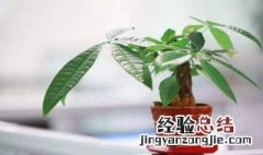 发财树叶子卷曲怎么办呢 发财树叶子卷曲怎么办