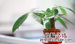 发财树叶子卷曲怎么办呢 发财树叶子卷曲怎么办