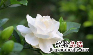 栀子花怎么修根 栀子花怎么修根换盆