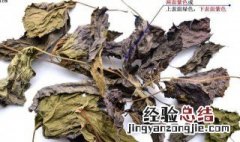 紫苏叶的功效与作用 紫苏叶的功效与作用有哪些呢