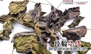 紫苏叶的功效与作用 紫苏叶的功效与作用有哪些呢