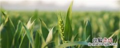 小麦根腐病用什么药防治已算数杀菌剂一算数乙算树 小麦根腐病用什么药防治
