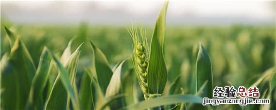小麦根腐病用什么药防治已算数杀菌剂一算数乙算树 小麦根腐病用什么药防治