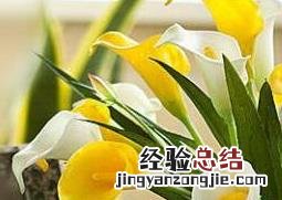 海芋花和马蹄莲的区别在哪里 海芋花和马蹄莲的区别