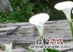 海芋花和马蹄莲的区别在哪里 海芋花和马蹄莲的区别